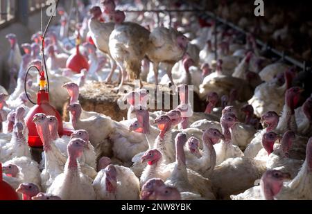 Dasing, Germany. 28th Feb, 2023. Fourteen-week-old turkeys stand in a turkey barn. Bavarian farmers fear for the existence of domestic farms in view of plans of the Federal Minister of Agriculture to keep turkeys. Credit: Sven Hoppe/dpa/Alamy Live News Stock Photo