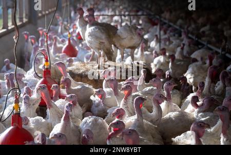 Dasing, Germany. 28th Feb, 2023. Fourteen-week-old turkeys stand in a turkey barn. Bavarian farmers fear for the existence of domestic farms in view of plans of the Federal Minister of Agriculture to keep turkeys. Credit: Sven Hoppe/dpa/Alamy Live News Stock Photo