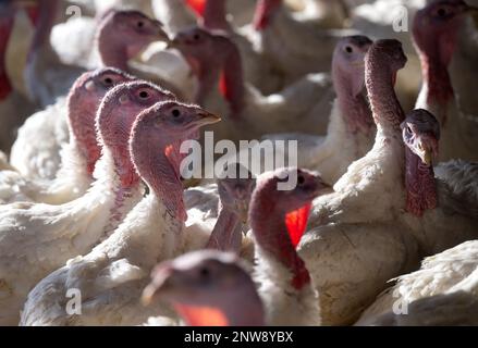 Dasing, Germany. 28th Feb, 2023. Fourteen-week-old turkeys stand in a turkey barn. Bavarian farmers fear for the existence of domestic farms in view of plans of the Federal Minister of Agriculture to keep turkeys. Credit: Sven Hoppe/dpa/Alamy Live News Stock Photo