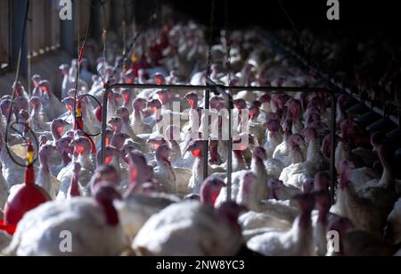 Dasing, Germany. 28th Feb, 2023. Fourteen-week-old turkeys stand in a turkey barn. Bavarian farmers fear for the existence of domestic farms in view of plans of the Federal Minister of Agriculture to keep turkeys. Credit: Sven Hoppe/dpa/Alamy Live News Stock Photo