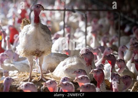 Dasing, Germany. 28th Feb, 2023. Fourteen-week-old turkeys stand in a turkey barn. Bavarian farmers fear for the existence of domestic farms in view of plans of the Federal Minister of Agriculture to keep turkeys. Credit: Sven Hoppe/dpa/Alamy Live News Stock Photo