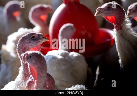 Dasing, Germany. 28th Feb, 2023. Fourteen-week-old turkeys stand in a turkey barn. Bavarian farmers fear for the existence of domestic farms in view of plans of the Federal Minister of Agriculture to keep turkeys. Credit: Sven Hoppe/dpa/Alamy Live News Stock Photo