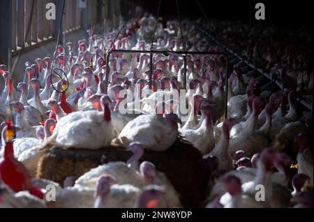 Dasing, Germany. 28th Feb, 2023. Fourteen-week-old turkeys stand in a turkey barn. Bavarian farmers fear for the existence of domestic farms in view of plans of the Federal Minister of Agriculture to keep turkeys. Credit: Sven Hoppe/dpa/Alamy Live News Stock Photo