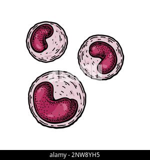 Monocyte leukocyte white blood cells isolated on white background. Hand drawn scientific microbiology vector illustration in sketch style Stock Vector