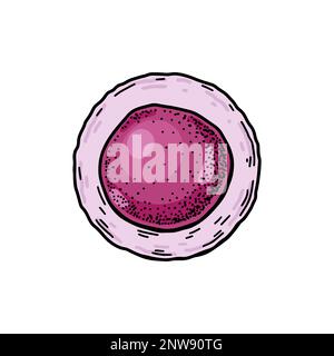 Blood stem cell isolated on white background. Hand drawn scientific microbiology vector illustration in sketch style Stock Vector
