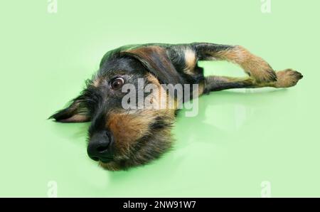 Portrait sad and sick mixed-breed dachshund puppy dog lying down. Isolated on green background Stock Photo