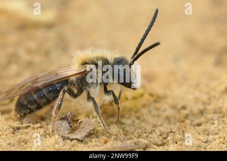 Natural detailed closeup on a hairy male Orange tailed mining bee, Andrena haemorrhoa, on the ground Stock Photo