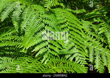 A fern (Polypodiopsida or Polypodiophyta) is a member of a group of vascular plants (plants with xylem and phloem) that reproduce via spores and have Stock Photo