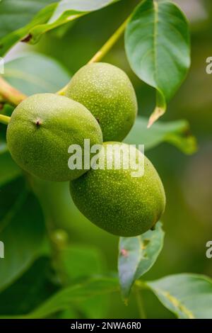 Walnuts. The large nuts on the branch of the tree ripen Stock Photo