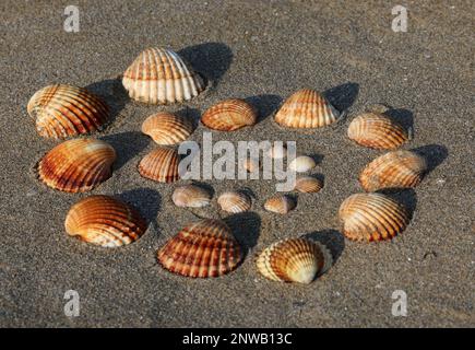 Many Cockle type shells of various sizes that form a spiral on the beach Stock Photo