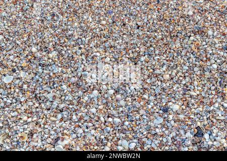 Shell close-up. The ocean coast. Background of seashells. View from above. Stock Photo