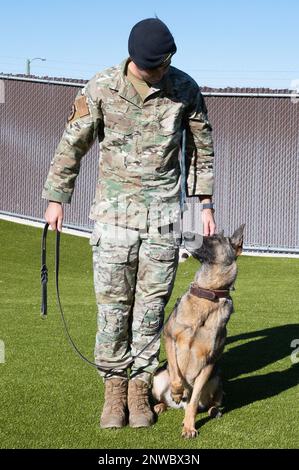 U.S. Air Force Staff Sgt. Charles Gaines, 47t Security Forces Squadron military working dog trainer, poses with Toku, a military working dog, at the 47th Security Forces Squadron military working dog training area at Laughlin Air Force Base, Texas, on Jan. 13, 2023. MWD handlers employ their dogs to conduct vehicle searches, and searches of open areas, buildings, and other locations for the detection of suspects, explosives or illegal drugs. Stock Photo