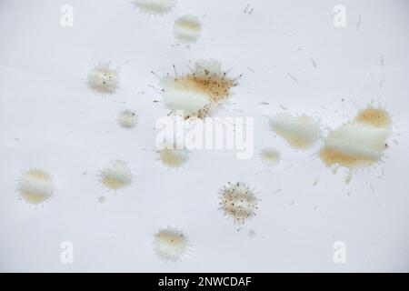 coffee stains on white paper, a drop of coffee on a white background, coffee stain Stock Photo
