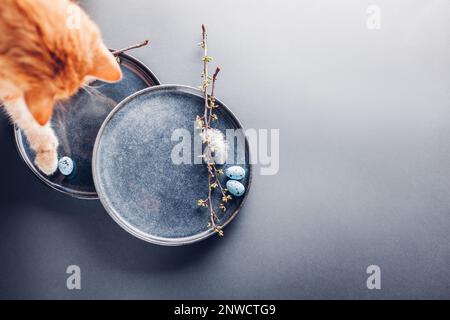 Cat playing with Easter eggs on dishes decorated with feathers and spring branches. Ceramic plate on grey background. Pet having fun. Space Stock Photo