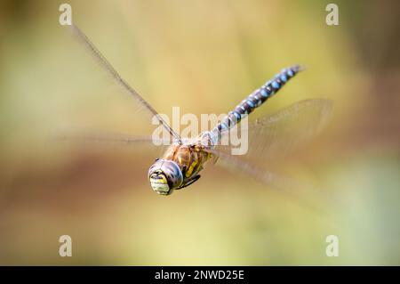 Migrant Hawker dragonfly in flight Stock Photo