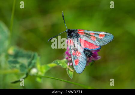 Narrow-bordered Five-spot Burnet on red clover Stock Photo
