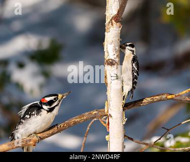 Woodpecker male birds, one perched on a branch and one climbing a birch tree with a blur forest background in their environment and habitat. Stock Photo