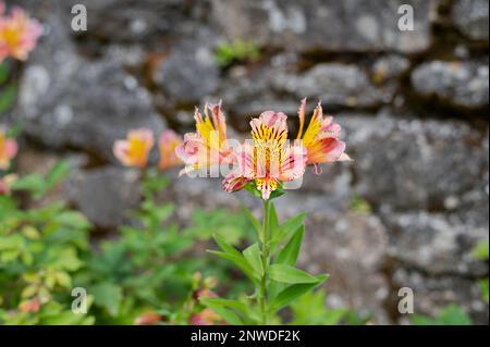 Belles fleurs de lys des incas aux couleurs vives, mur en pierre en arrière-plan Stock Photo