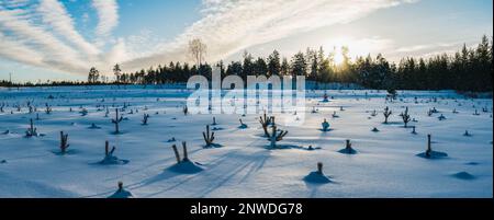 Scenic sunset panorama over snowy field with tops of young pine tree plants hidden in deep snow. Forest with Sun in front of field. Northern Sweden Stock Photo