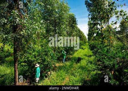 agroforestry system, men picking limes on a plantation, aerial view Stock Photo