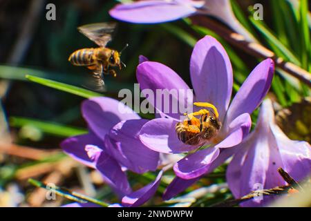 Bees collecting honey in crocus. High quality photo Stock Photo