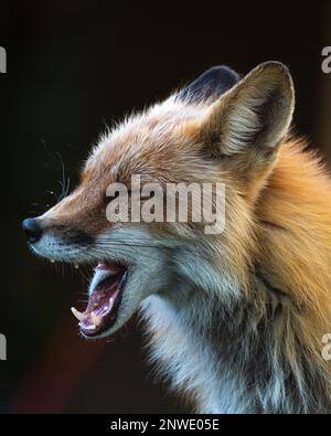 Side profile of a wild red fox seen in outdoor environment with dark background, charasmatic mouth open. Stock Photo