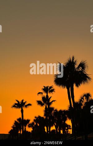 Tropical palm trees silhouetted against a deep orange sky at sunset. No people. Copy space. Travel and holidays concept Stock Photo