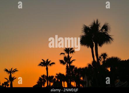 Tropical palm trees silhouetted against a deep orange sky at sunset. No people. Copy space. Travel and holidays concept Stock Photo
