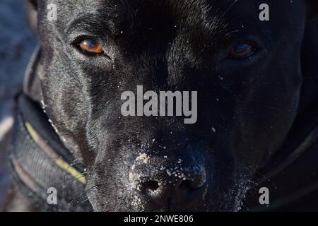 Gros plan sur le regard d'un chien de race Staffordshire Bullterrier, yeux, museau et truffe Stock Photo