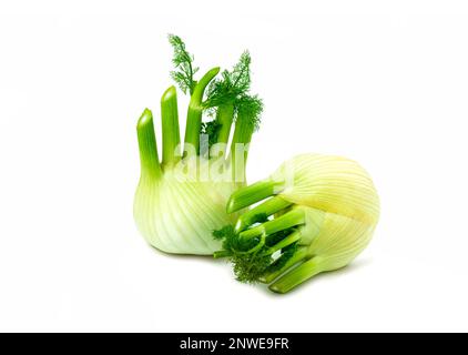 Fresh fennel bulb isolated on white background Stock Photo