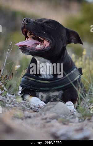 Portrait d'un chien de race Staffordshire Bullterrier noir couché sur la plage entre les plantes Stock Photo