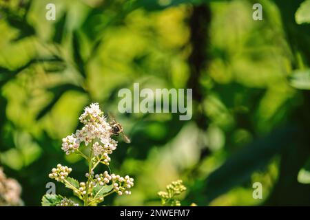 A bumblebee feeds from a cluster of small white flowers, with its wings outstretched and buzzing. A blurred green background provides space for text. Stock Photo