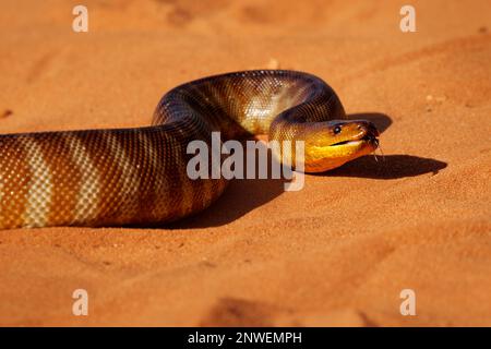 Woma python - Aspidites ramsayi also Ramsay's python, Sand python or Woma, snake on the sandy beach, endemic to Australia, brown and orange with darke Stock Photo