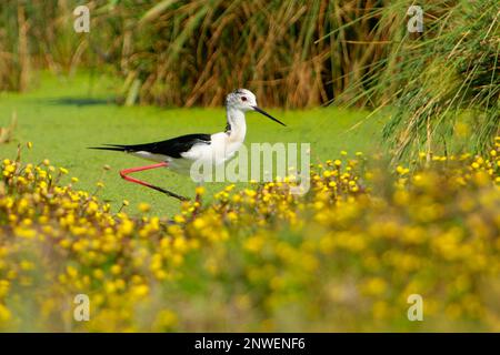 Black-winged Stilt - Himantopus himantopus walking in the water and feeding, widely distributed very long-legged black and white colored wader in the Stock Photo