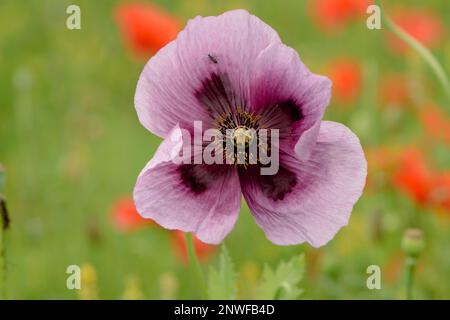 Belle fleur de pavot violette, coquelicots en arrière-plan Stock Photo