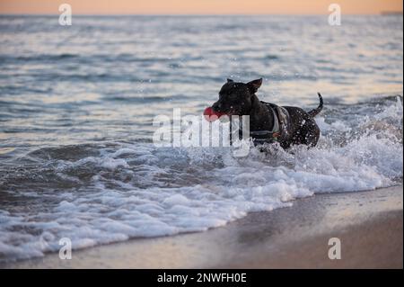 Chien de race Staffordshire Bullterrier noir qui joue sur la plage et court dans la mer Stock Photo