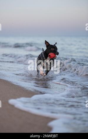 Chien de race Staffordshire Bullterrier noir qui joue sur la plage et court dans la mer Stock Photo