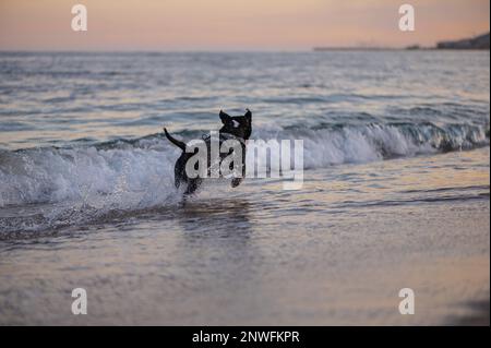 Chien de race Staffordshire Bullterrier noir qui joue sur la plage et court dans la mer Stock Photo