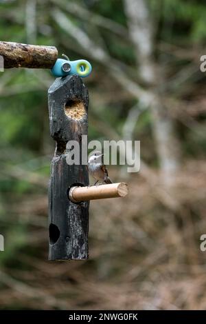 Issaquah, Washington, USA.   Chestnut-backed Chickadee eating at a log suet feeder. Stock Photo