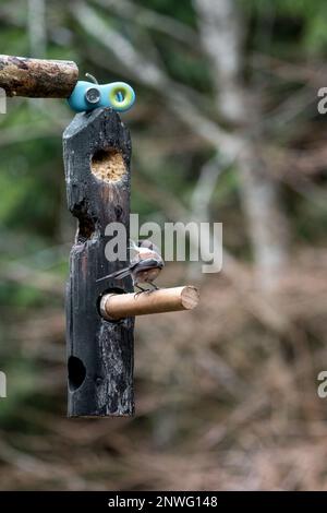 Issaquah, Washington, USA.   Chestnut-backed Chickadee eating at a log suet feeder. Stock Photo