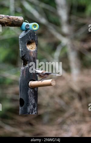 Issaquah, Washington, USA.   Chestnut-backed Chickadee eating at a log suet feeder. Stock Photo