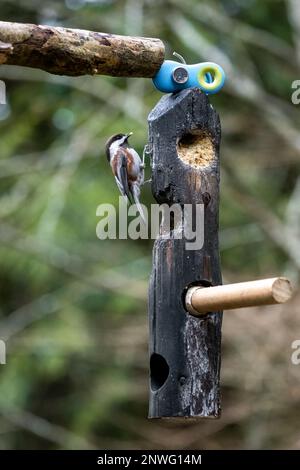 Issaquah, Washington, USA.   Chestnut-backed Chickadee eating at a log suet feeder. Stock Photo