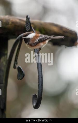 Issaquah, Washington, USA.   Chestnut-backed Chickadee perched on a curved metal pot hanger. Stock Photo