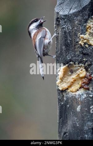 Issaquah, Washington, USA.   Chestnut-backed Chickadee eating at a log suet feeder. Stock Photo