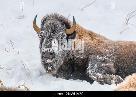 Snowy covered bison seen in winter with white snow background, horns ...