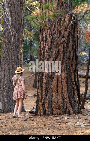 Woman in dress surrounded by towering trees in San Jacinto State Park. Stock Photo
