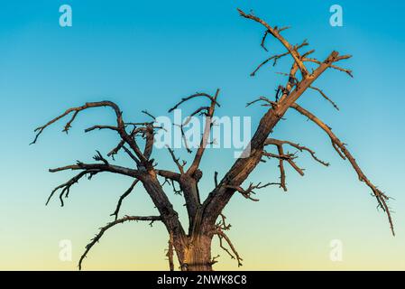 Beautiful landscape views from the top of Mount San Jacinto in Palm Springs, California during sunset. Stock Photo