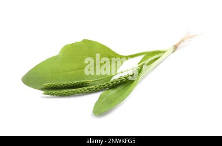 Broadleaf plantain with seeds on white background. Medicinal herb Stock Photo