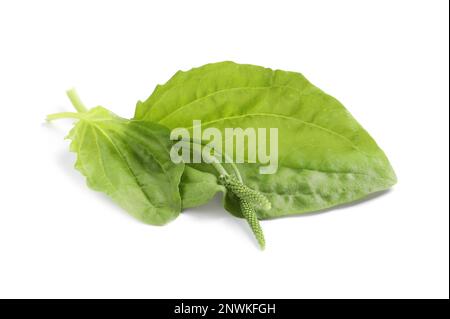 Leaves and seeds of broadleaf plantain on white background. Medicinal herb Stock Photo