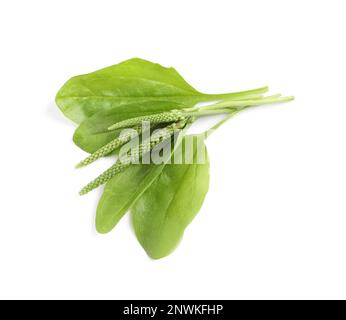 Leaves and seeds of broadleaf plantain on white background, top view. Medicinal herb Stock Photo